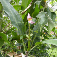 Musa ornata (Bananier-fleur)