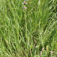 ophrys_apifera3md