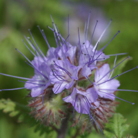 phacelia_tanacetifolia4bd