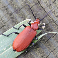 pyrochroa_serraticornis2md