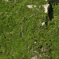 Salix serpyllifolia (Saule à feuilles de thym)