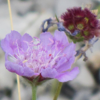 scabiosa_graminifolia2mv