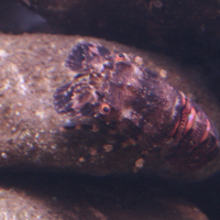 Scyllarus arctus (Petite cigale de mer)