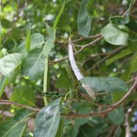Tabebuia pallida (Poirier, poirier-pays)