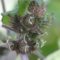 xanthium_strumarium4md