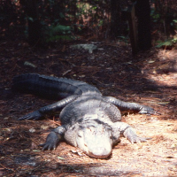 Alligator mississipiensis (Alligator du Mississipi)