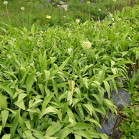 Allium victorialis (Ail de cerf)