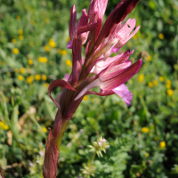 anacamptis_papilionacea2md (Anacamptis papilionacea)