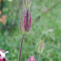 aquilegia_vulgaris8md (Aquilegia vulgaris)