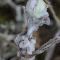 bombycilaena_erecta2md (Bombycilaena erecta)