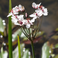 butomus_umbellatus2bd (Butomus umbellatus)