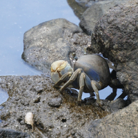 Cardisoma guanhumi (Crabe de terre)