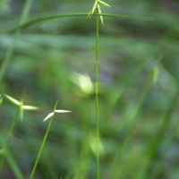 carex_pauciflora2md (Carex pauciflora)