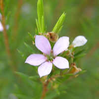 coleonema_pulchellum2bd (Coleonema pulchellum)