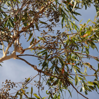 corymbia_citriodora3md (Corymbia citriodora)