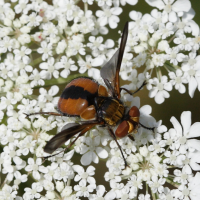 ectophasia_crassipennis2bd (Ectophasia crassipennis)