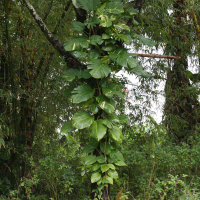 Epipremnum pinnatum cv 'Aureum' (Scindapsus doré, Pothos)