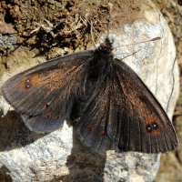 erebia_cassioides3md (Erebia cassioides)