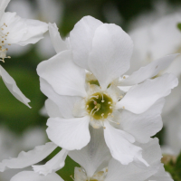 exochorda_macrantha2md