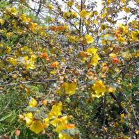 Fremontodendron californicum (Frémontodendron, Frémontia de Californie)