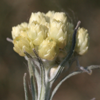 helichrysum_stoechas5md