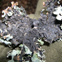 hypogymnia_physodes2md