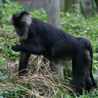 Macaca silenus (Macaque à queue de lion, Ouandérou)