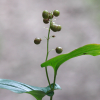 maianthemum_bifolium4bmd