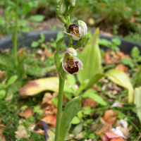 ophrys_apifera2md