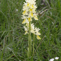 orchis_pauciflora4md