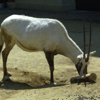 Oryx leucoryx (Oryx d'Arabie)