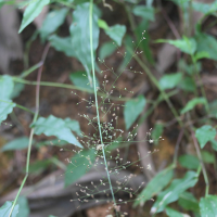 panicum_brevifolium3md