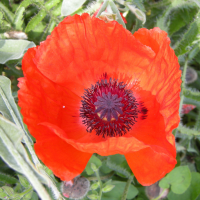 papaver_orientale4md