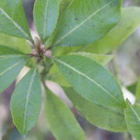 pieris_formosa4md