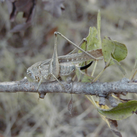 Platycleis sabulosa (Decticelle des sables)