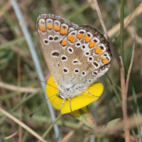 polyommatus_icarus1bbd