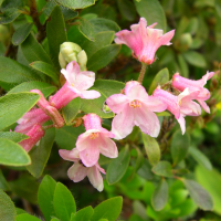 rhododendron_hirsutum3md