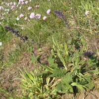 Salvia verbenaca (Sauge fausse verveine)
