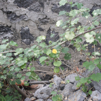 Abutilon indicum (Abutilon d'Inde)