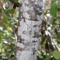 acacia_muricata2md (Acacia muricata)