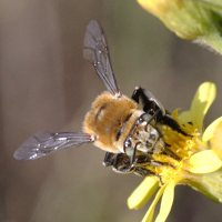 amegilla_quadrifasciata2bd (Amegilla quadrifasciata)