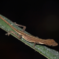 anolis_limifrons2md