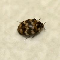 anthrenus_verbasci1bbd (Anthrenus verbasci)