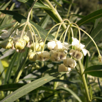Gomphocarpus fruticosus (Gomphocarpe fruticuleux, Faux cotonnier, Asclépiade)