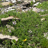 Astragalus alpinus (Esparcette)