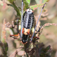 barbitistes_fischeri1md (Barbitistes fischeri)