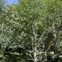Betula ermanii (Bouleau d'Erman)