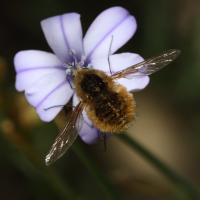 Bombylius venosus (Bombyle)