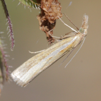 Catoptria pyramidellus (Crambe)