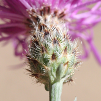 centaurea_maculosa4md (Centaurea maculosa)